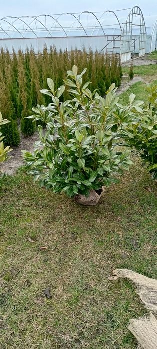 Sadzonki laurowisni Van Nes