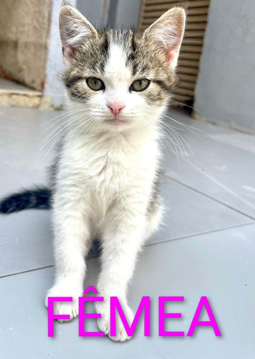 Gatinhos para Adopção