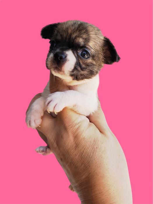 Chihuahua  Fêmea tigrada