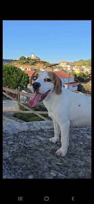 Cão de raça  Beagle