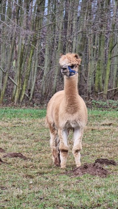 Alpaka Samiec huacaya PZHA
