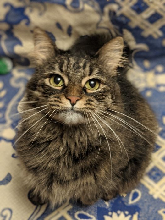 Очень пушистая сибирская кошечка, 2,5 года, СТЕРИЛИЗОВАНА!
