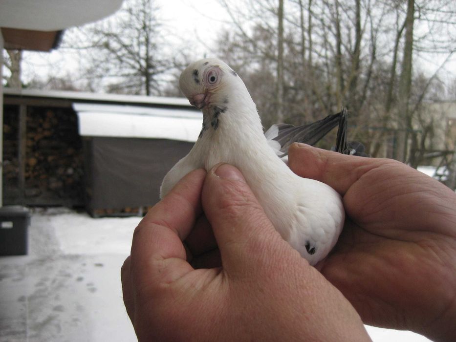 Gołębie Motyle czarne