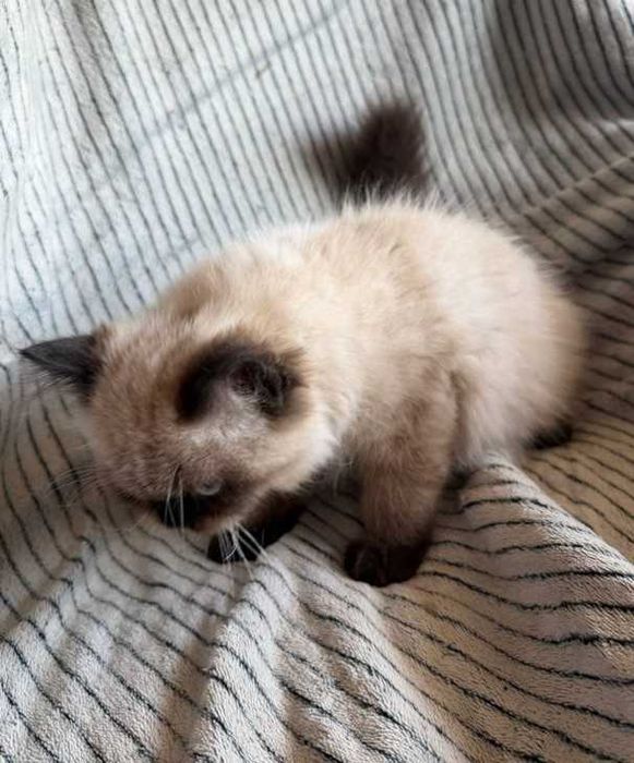 Котик невский маскарадньій