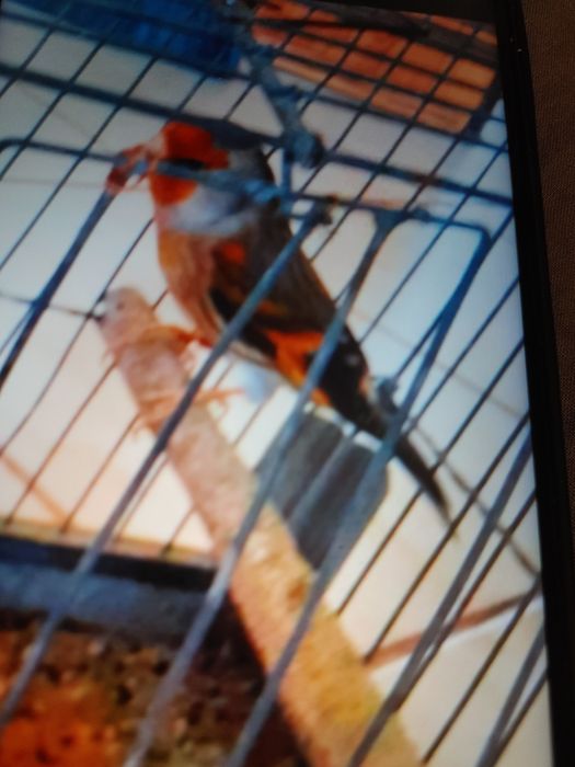 Sprzedam bastardy po Szczygla i po makolągwie