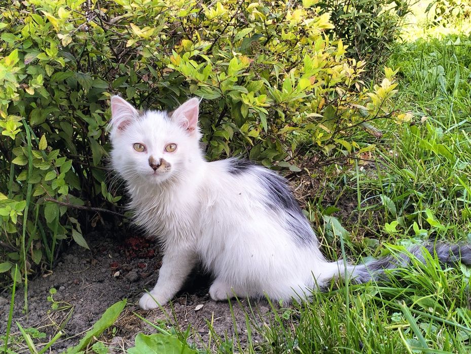 В добрі руки добрим людям