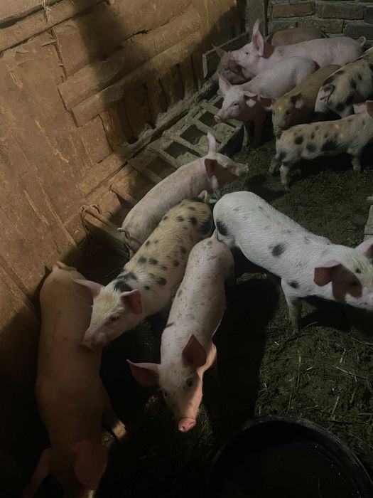 Поросята м’ясного направлення