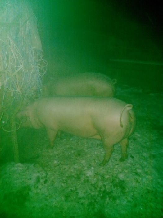 Продам ремку,свинку на свиноматку  мати f1