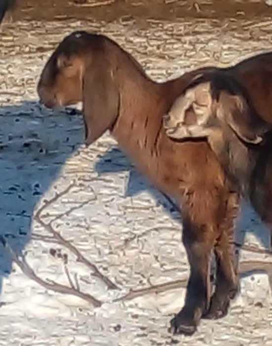 100 % ан козенята