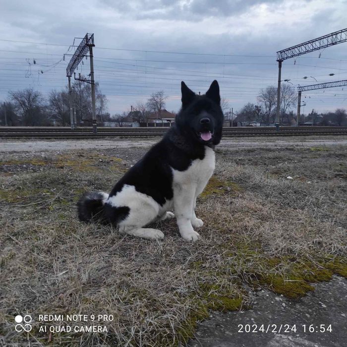 Американська акіта в'язка