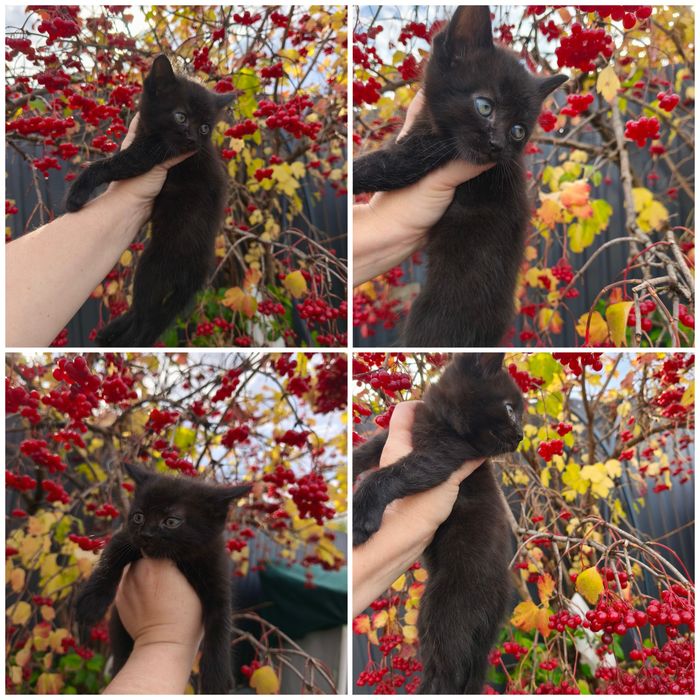 Котенок чёрный мальчик полтора месяца кошеня