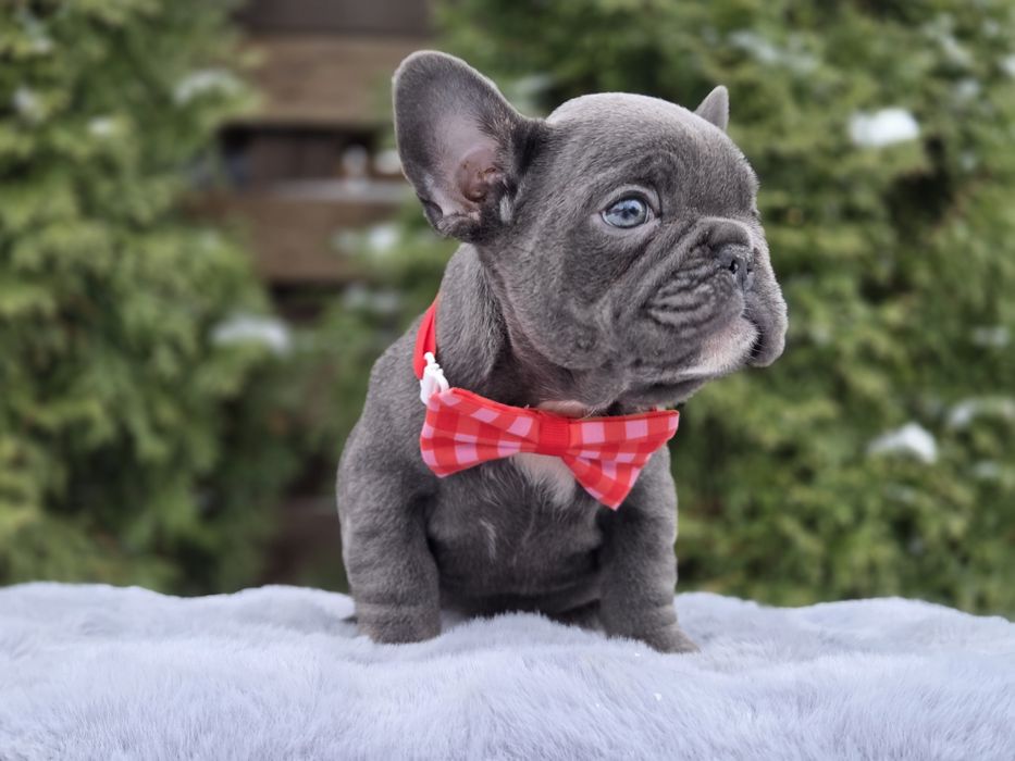 французький бульдог мила дівчинка