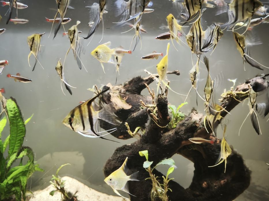 Crias de escalares selecionados