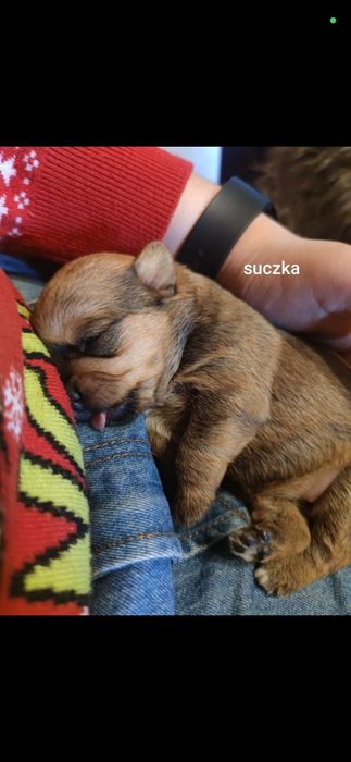 Odam za darmo pieski