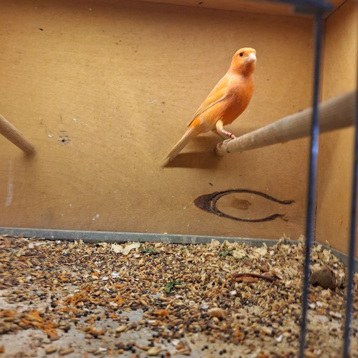 Kanarki - samce na śpiewie