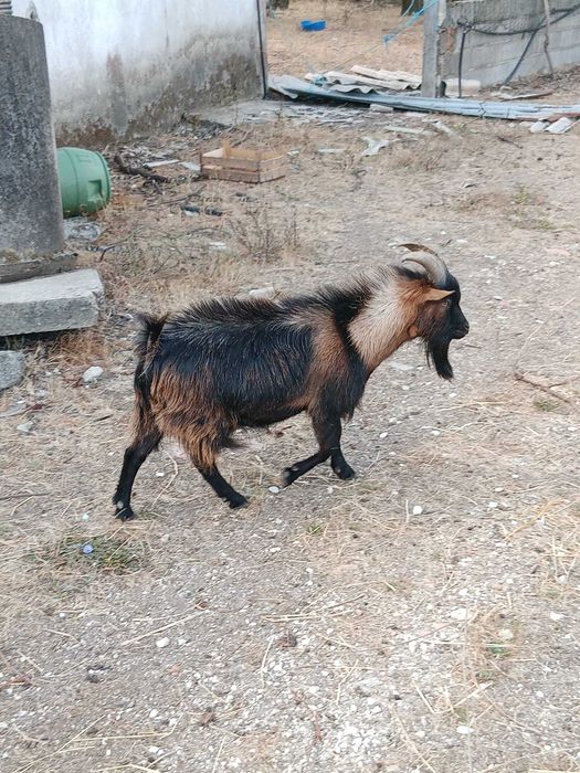Animais ovinos e caprino