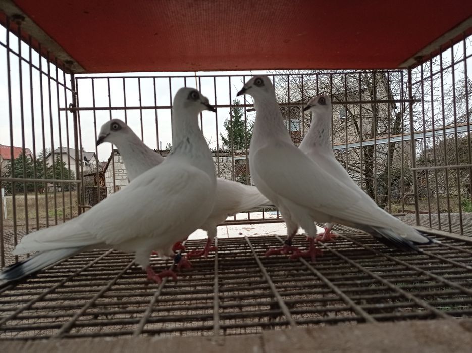 Młode jasne łomżyńskie 2025 rok