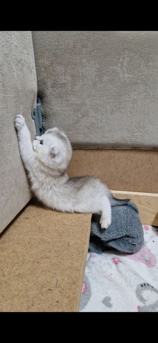 Шотландскі золоті та срібні  кошенята