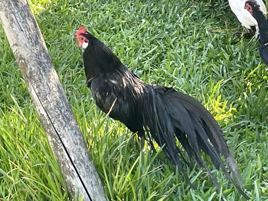 Fenix de varias cores