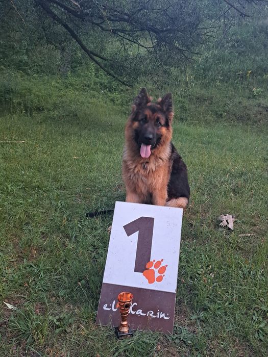 Вязка кобеля німецької вівчарки