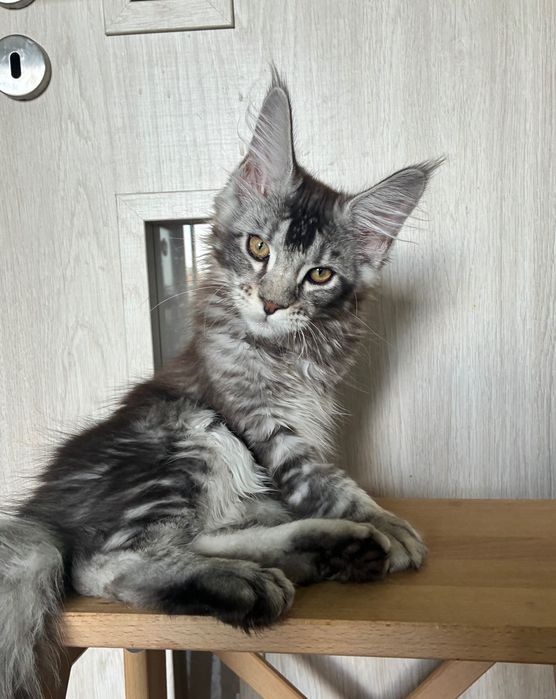 Stebrny Kocurek Maine Coon