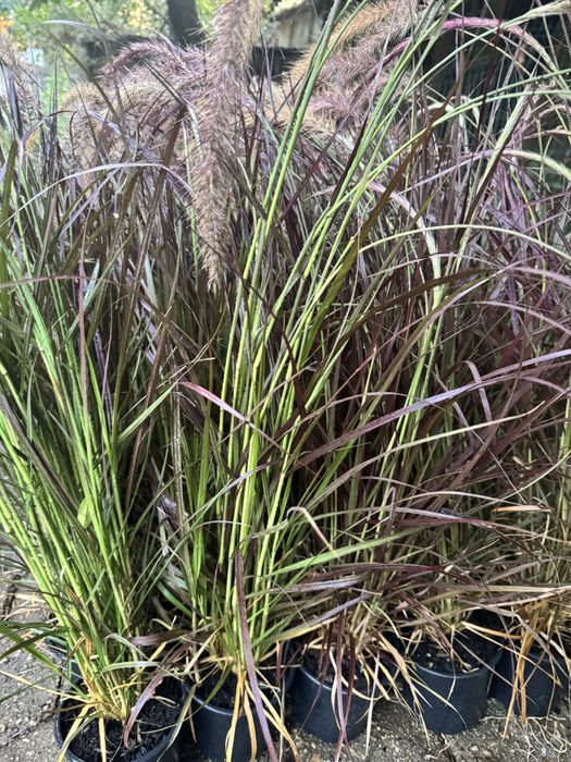 Pennisetum rubrum