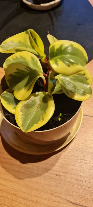 Peperonia tępolistna variegata sadzonki