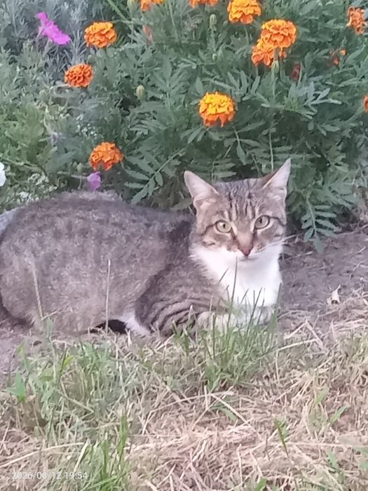 Кошечка -принцеска.
