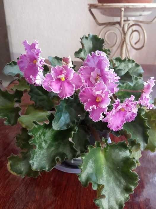 фиалки и мини фиалки более 40 сортов