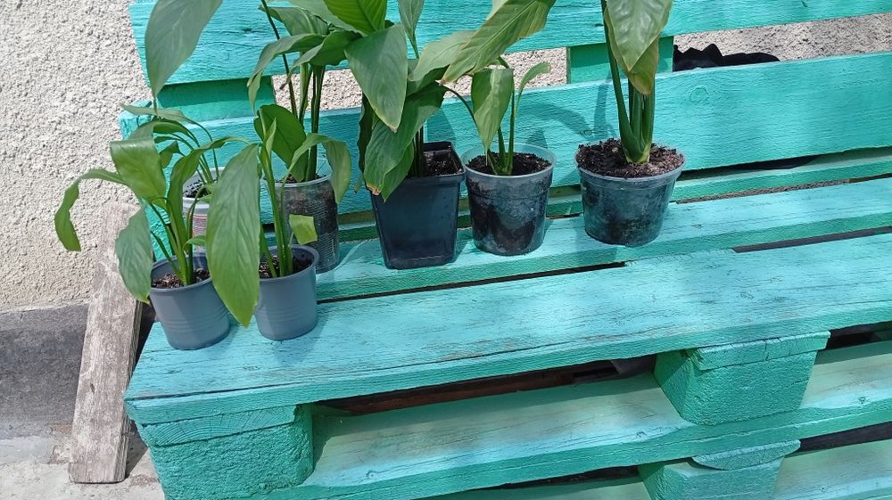 Спатіфіліум Жіноче щастя