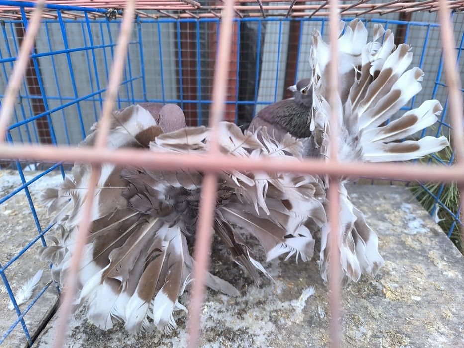 Pawiki na lencie czerwone