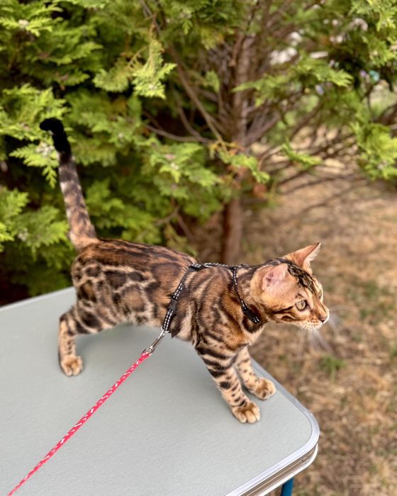 Бенгальская кошка