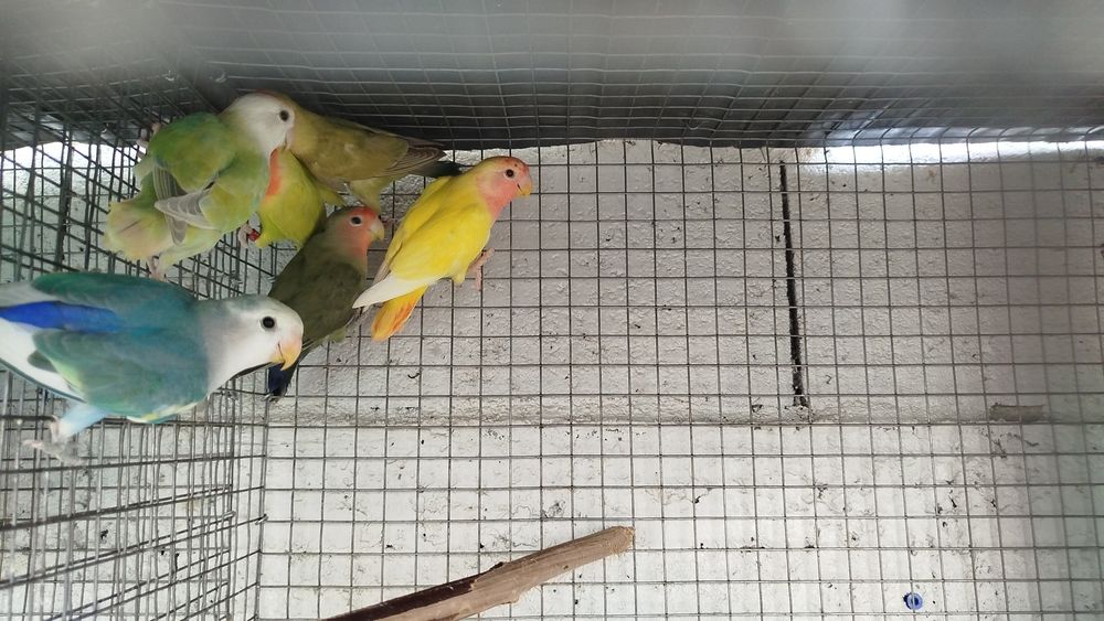 Agapornis roseicollis fêmeas