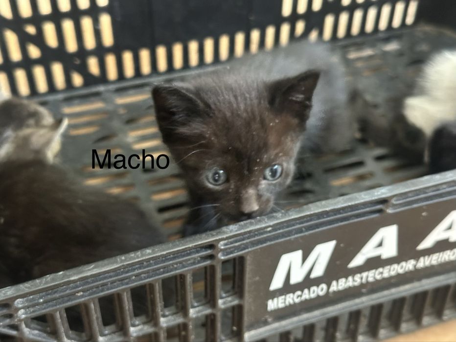 Dou gatinhos bebés
