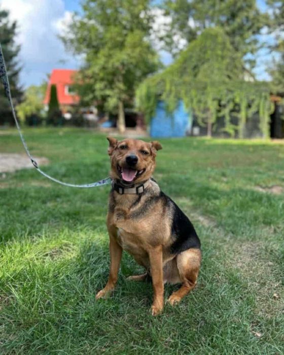Scooby cudowny młody psiaczek poleca się adopcji