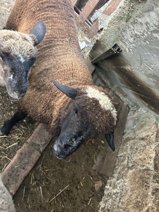 Animais de quinta ouvelhas