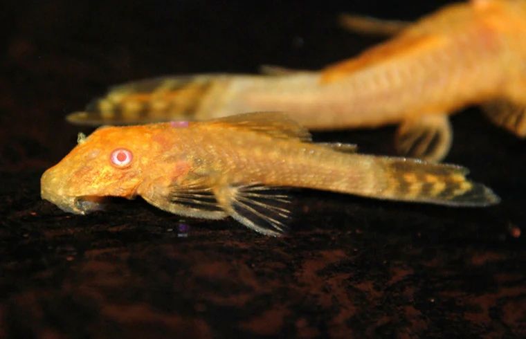 Ancistrus albino