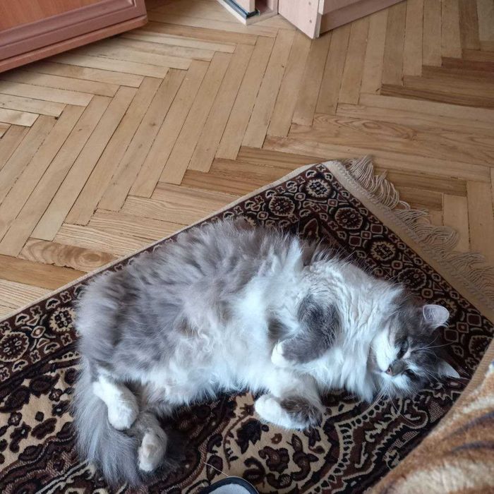 Котейка шукає домівку