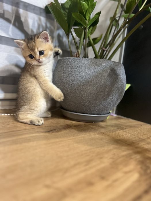 Кошенята золотої британської шиншили