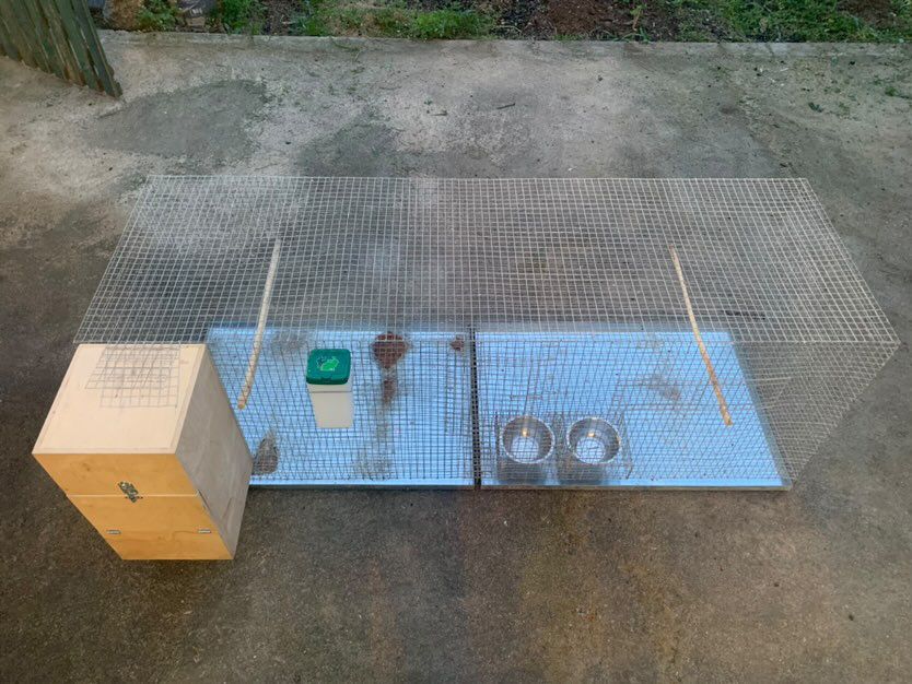 2 Gaiolas para Ring Neck