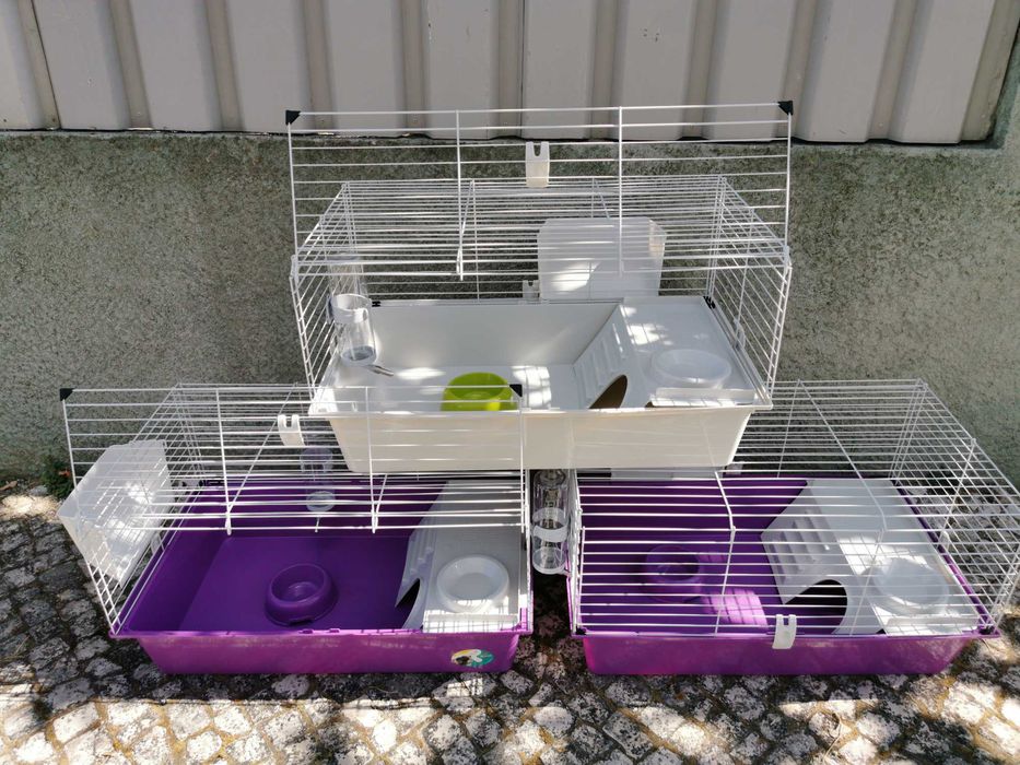 Coelhos anões orelhudos + gaiola nova + alimentação adequada