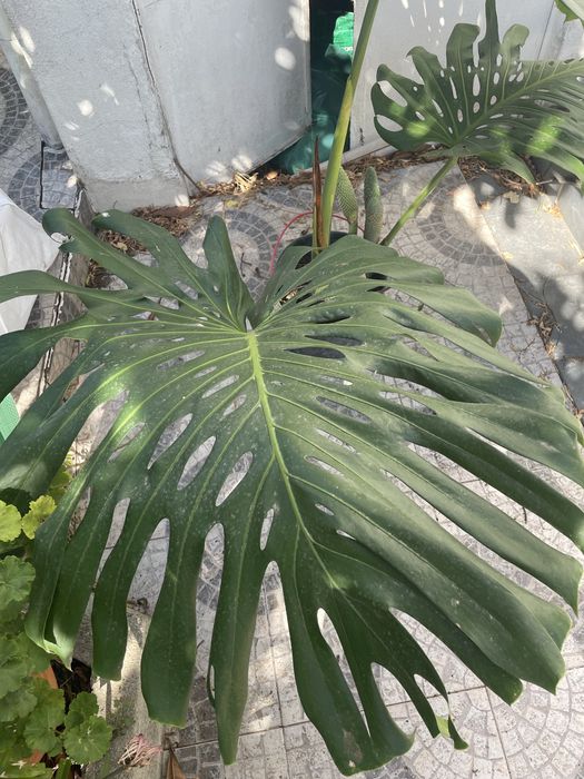 Monstera, costela de adão.
