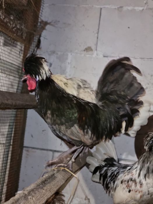 Białoczuby holenderskie