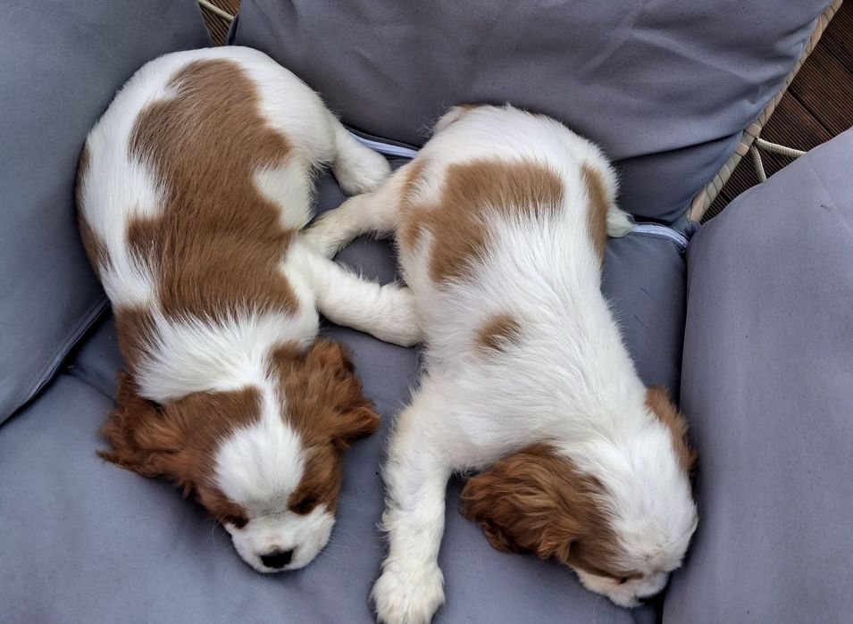 Suczka Cavalier King Charles Spaniel