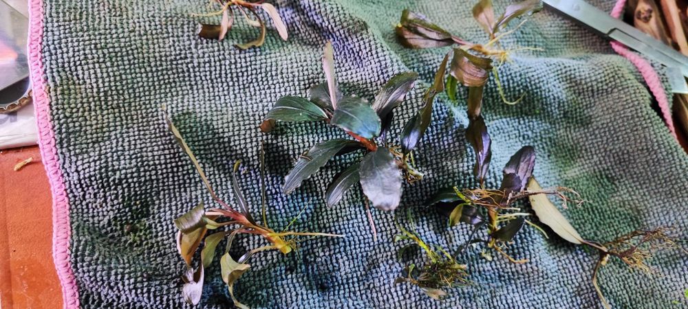 Bucephalandra mix Bucka bucek bucki