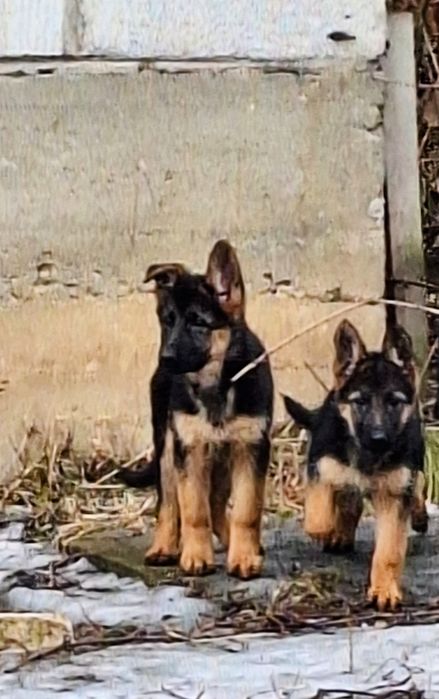 Sprzedam owczarka niemieckiego krótkowłosego