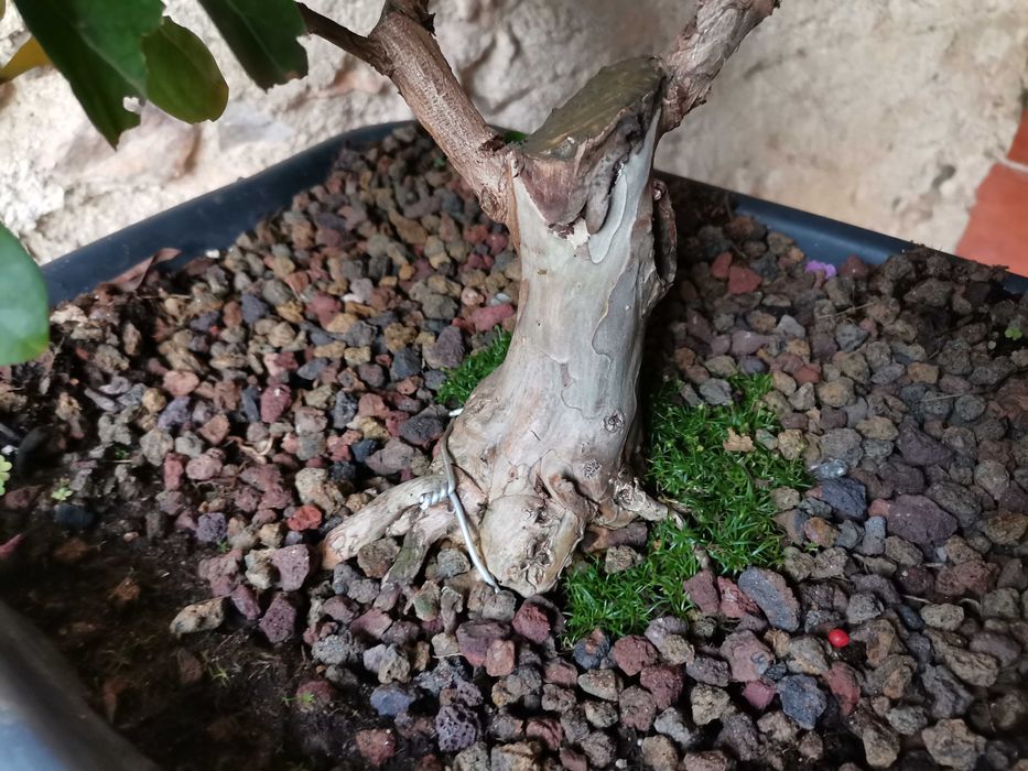 Pré-Bonsai de "Lagerstroemia Indica" *2  - *VENDA URGENTE (DESOCUPAR)*