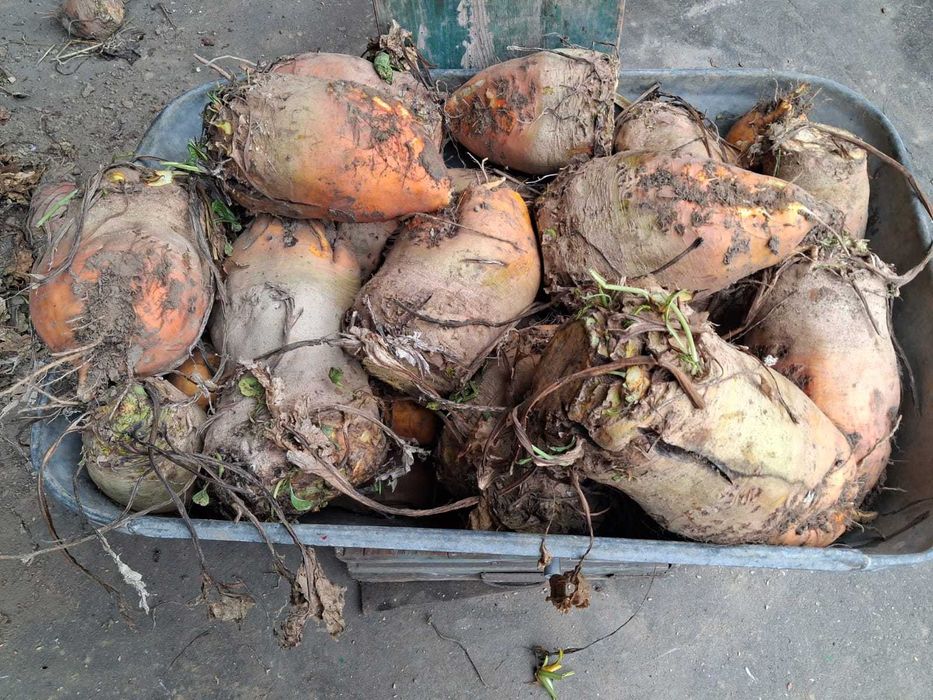 Sprzedam buraki pastewne