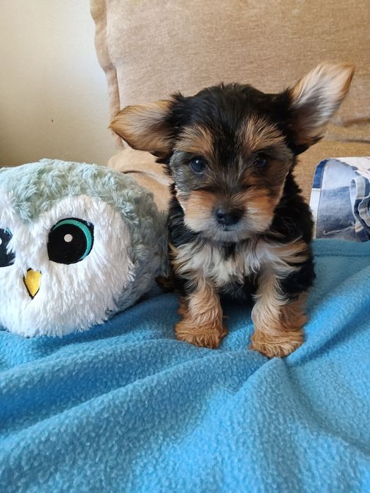 Yorkshire Terrier macho