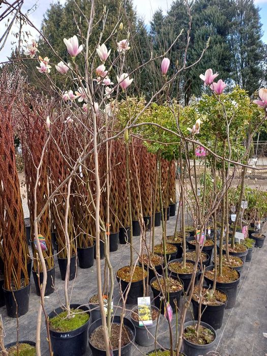 Magnolie różne odmiany klony palmowe rododendrony wierzba pleciona